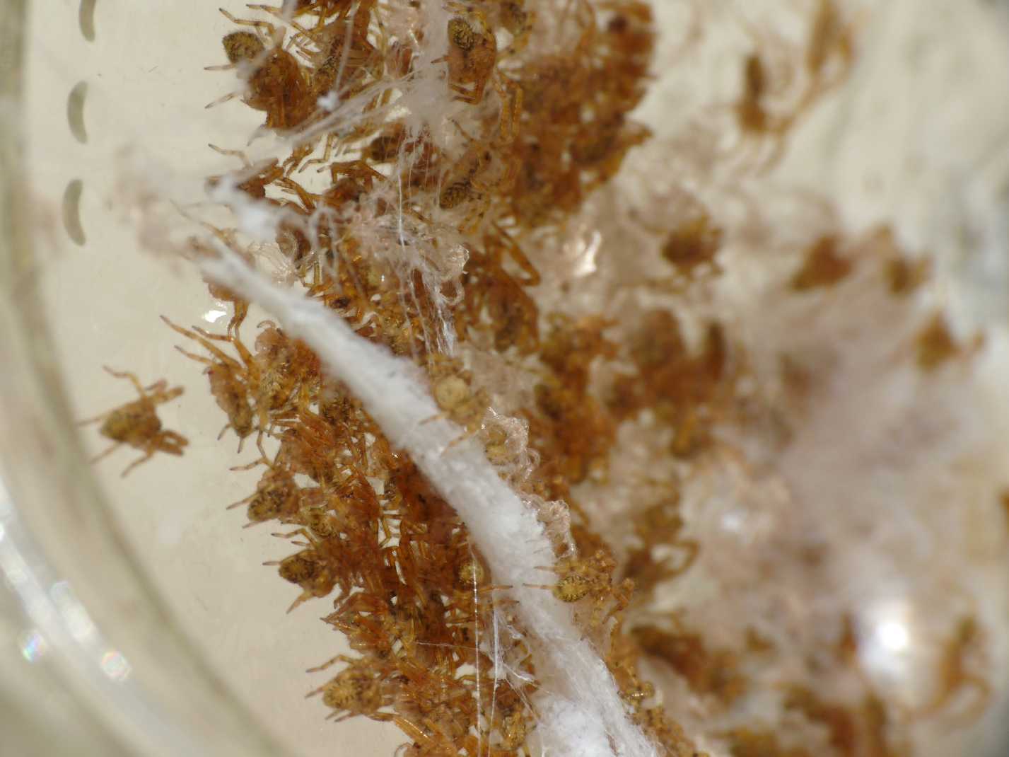 Zoropsis sp.